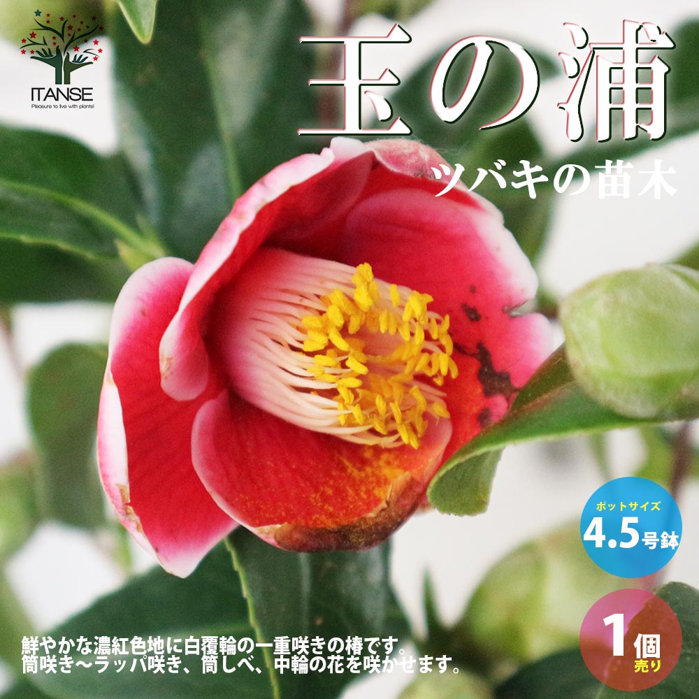 椿(ツバキ)の苗木 品種：玉の浦(タマノウラ)【庭木 4.5号鉢／1個売り