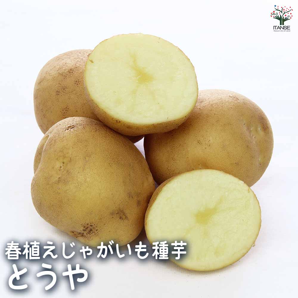 じゃがいもの種芋 とうや 【野菜種芋 】｜ 【植物のITANSE】全品