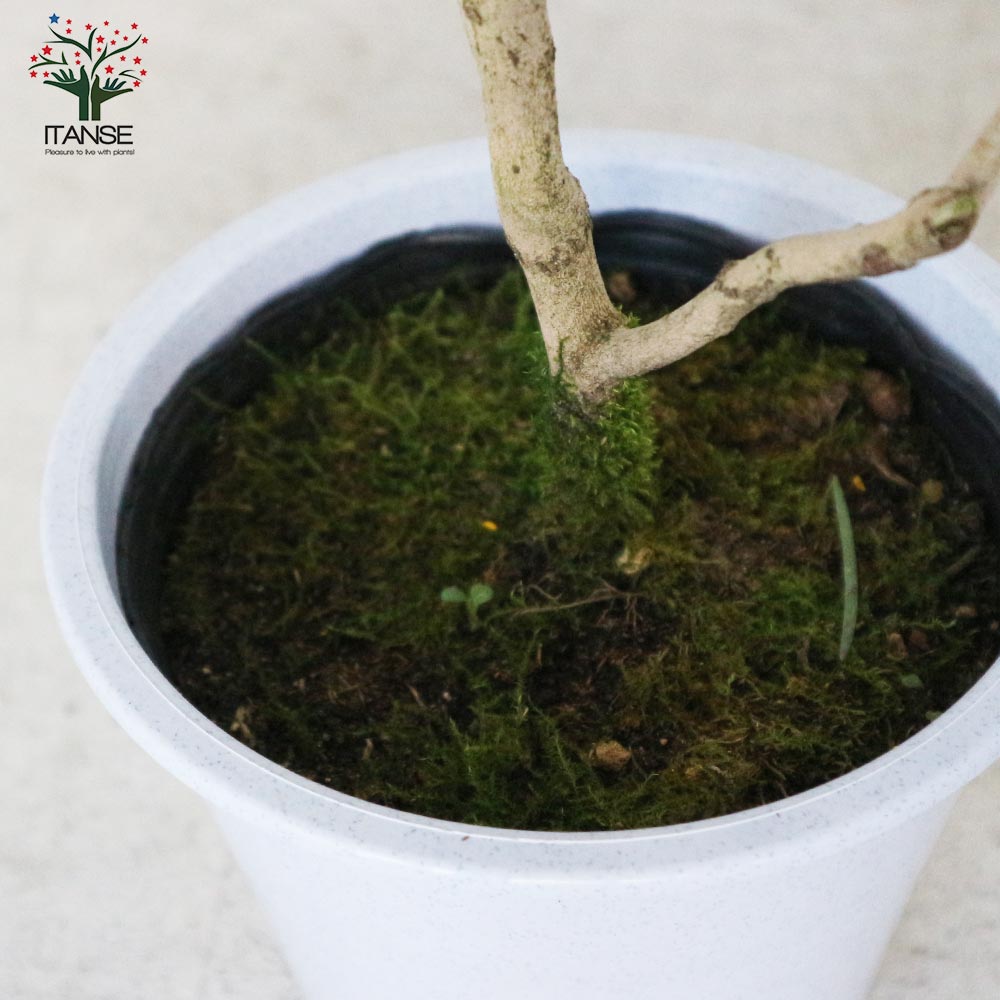 椿(ツバキ)の苗木 品種：玉の浦(タマノウラ)【庭木 4.5号鉢／1個売り