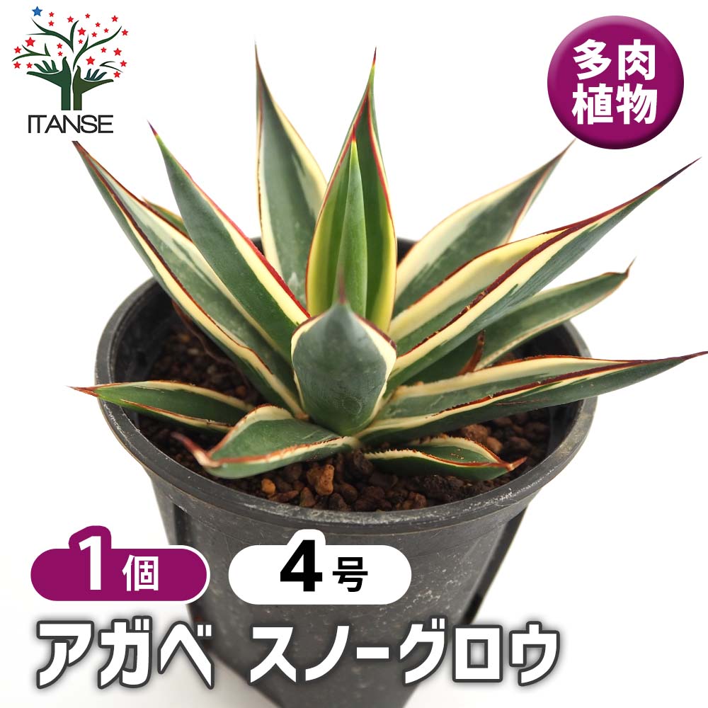 【現品】アガベ・スノーグロー　Agave hyb.' Grow'８号Ｔ4 現品】アガベ・スノーグロー Agave hyb.' Grow'8号T4 楽天市場