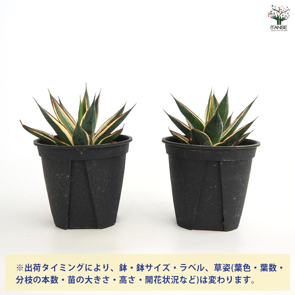 アガベ スノーグロウ 【多肉植物 4号／1個売り】｜ 【植物の