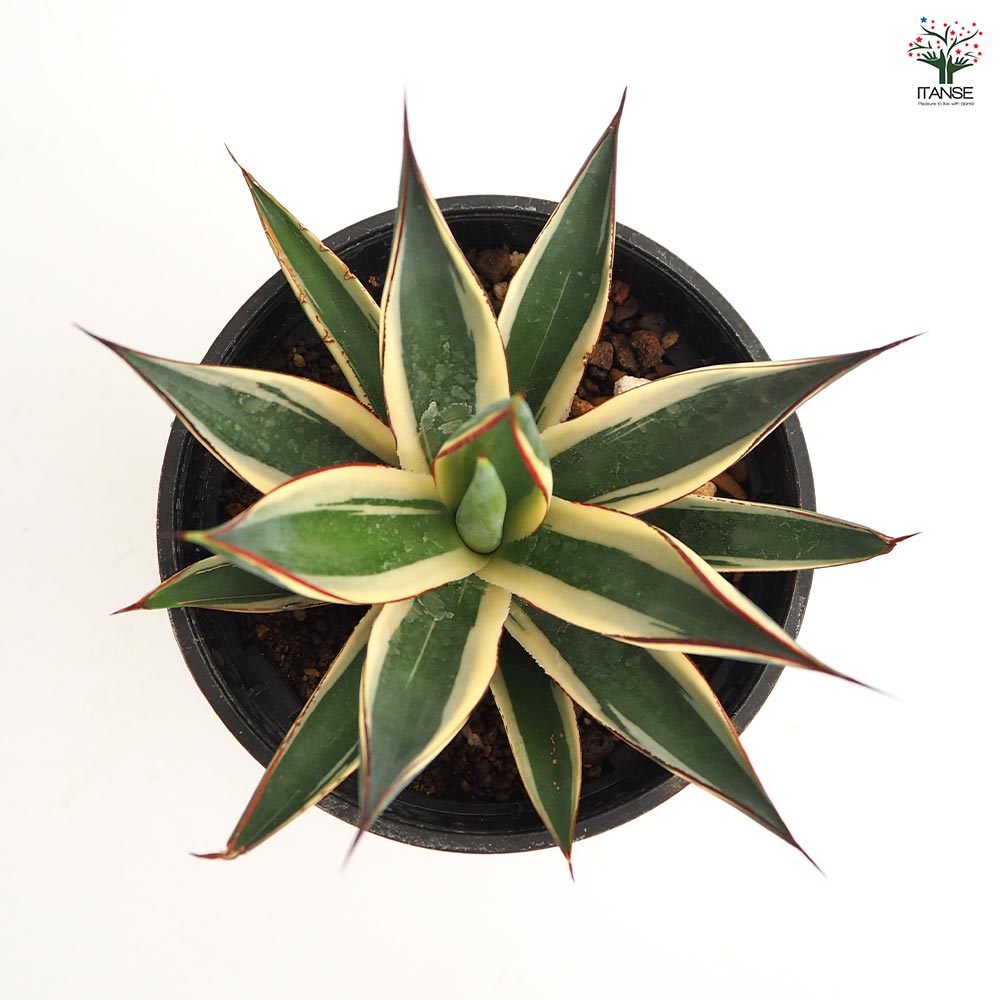 アガベ スノーグロウ 【多肉植物 4号／1個売り】｜ 【植物の