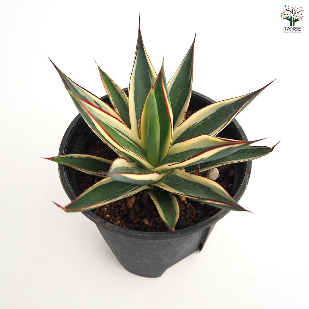 アガベ スノーグロウ 【多肉植物 4号／1個売り】｜ 【植物の