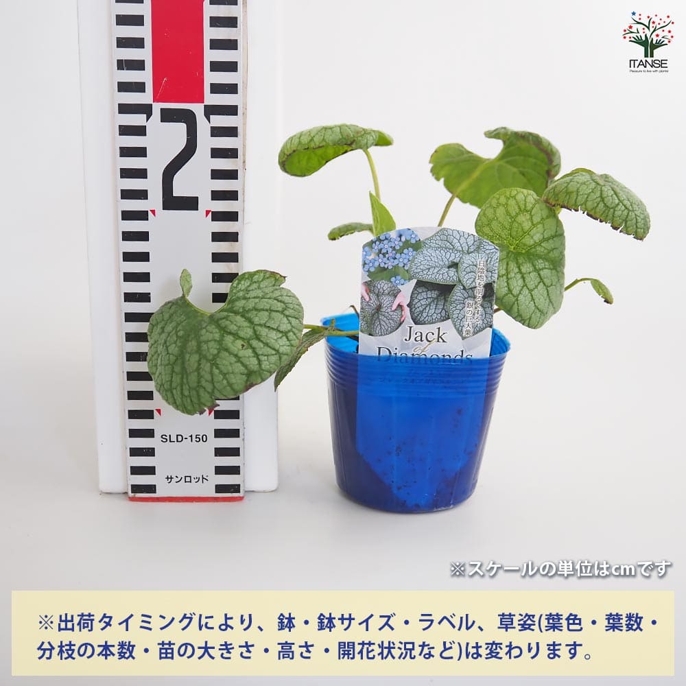 ブルンネラ ジャックオブダイヤモンド 【花苗 3.5号】｜ 【植物の