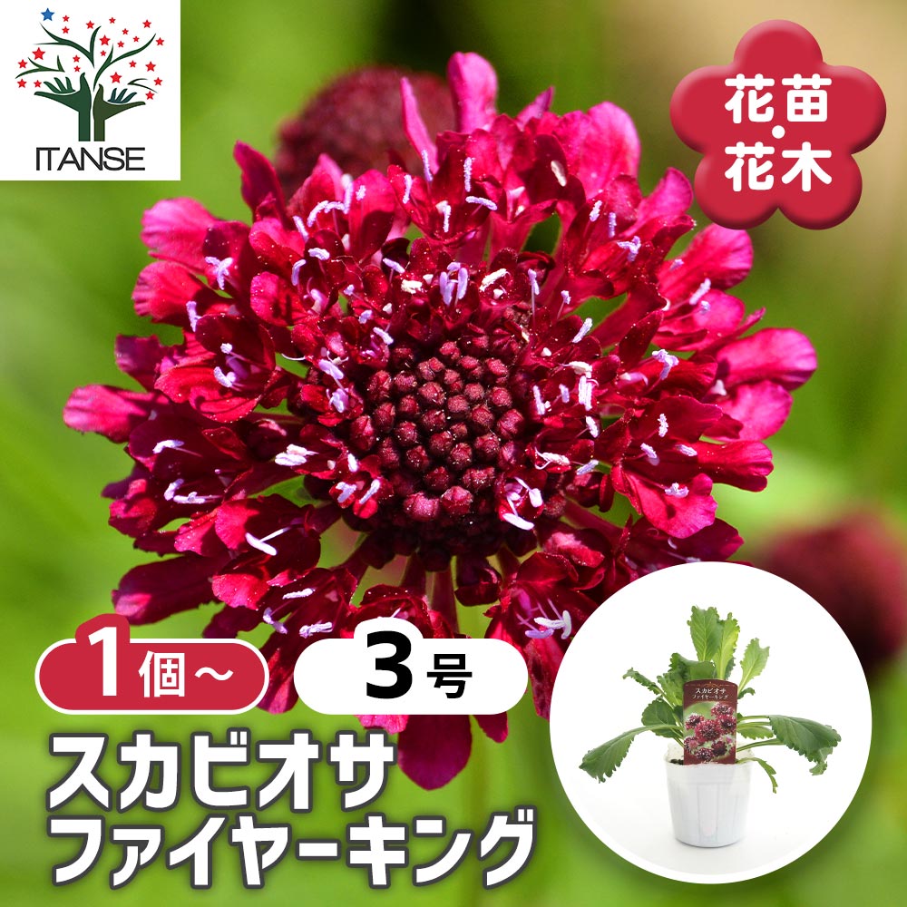 スカビオサ ファイヤーキング 【花苗 3号】｜ 【植物のITANSE