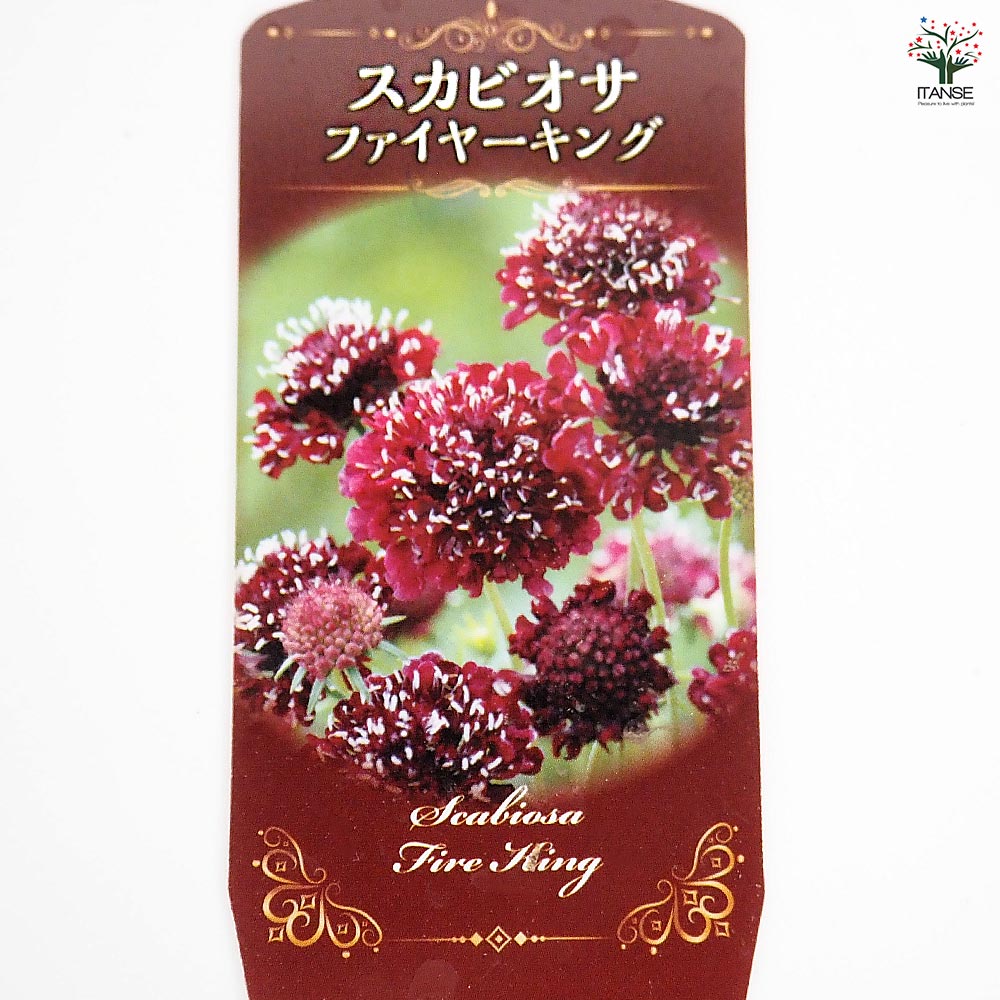 スカビオサ ファイヤーキング 【花苗 3号】｜ 【植物のITANSE