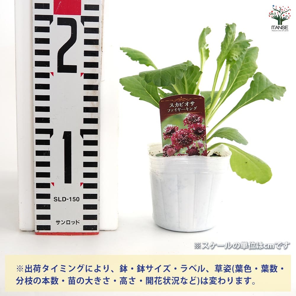 スカビオサ ファイヤーキング 【花苗 3号】｜ 【植物のITANSE