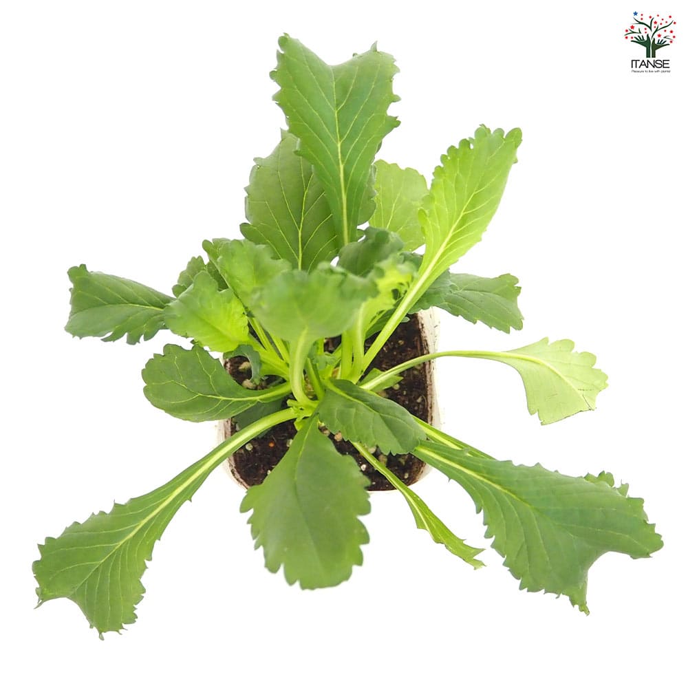 スカビオサ ファイヤーキング 【花苗 3号】｜ 【植物のITANSE