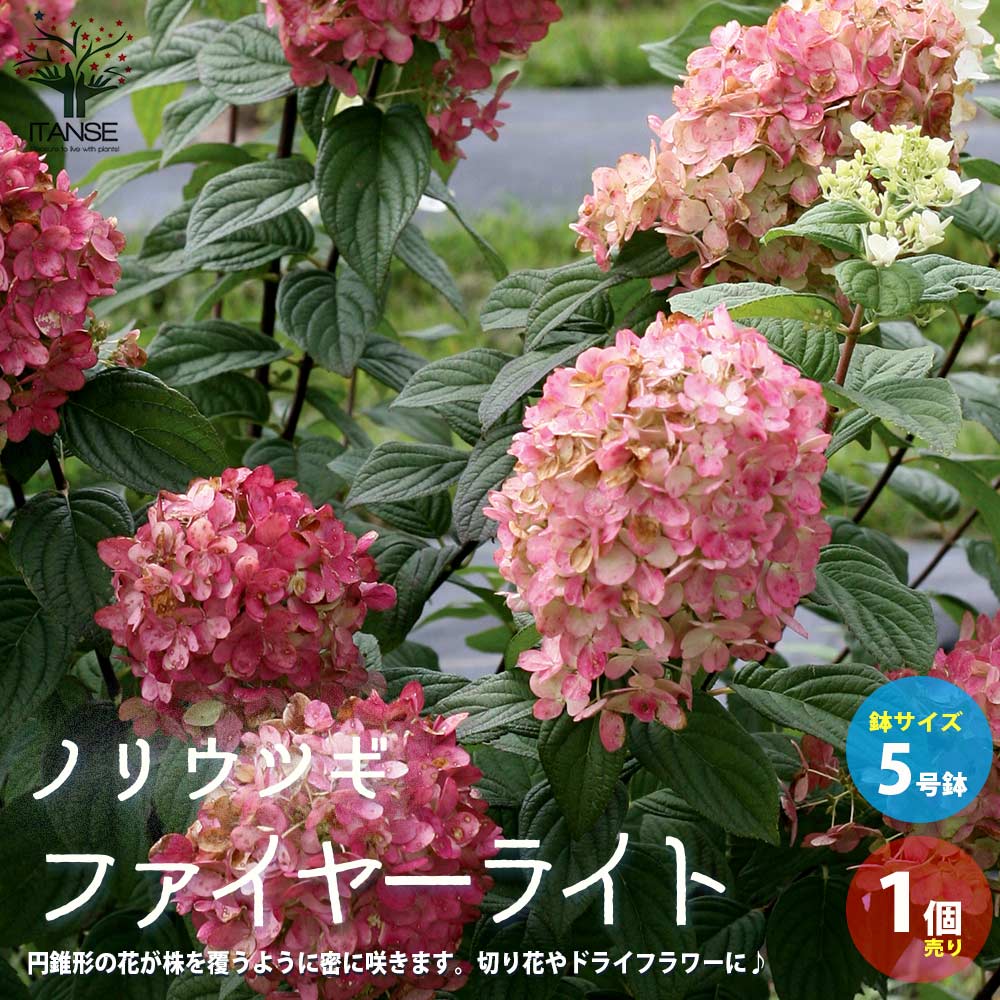 Itanse良品ｾﾚｸﾄ通販