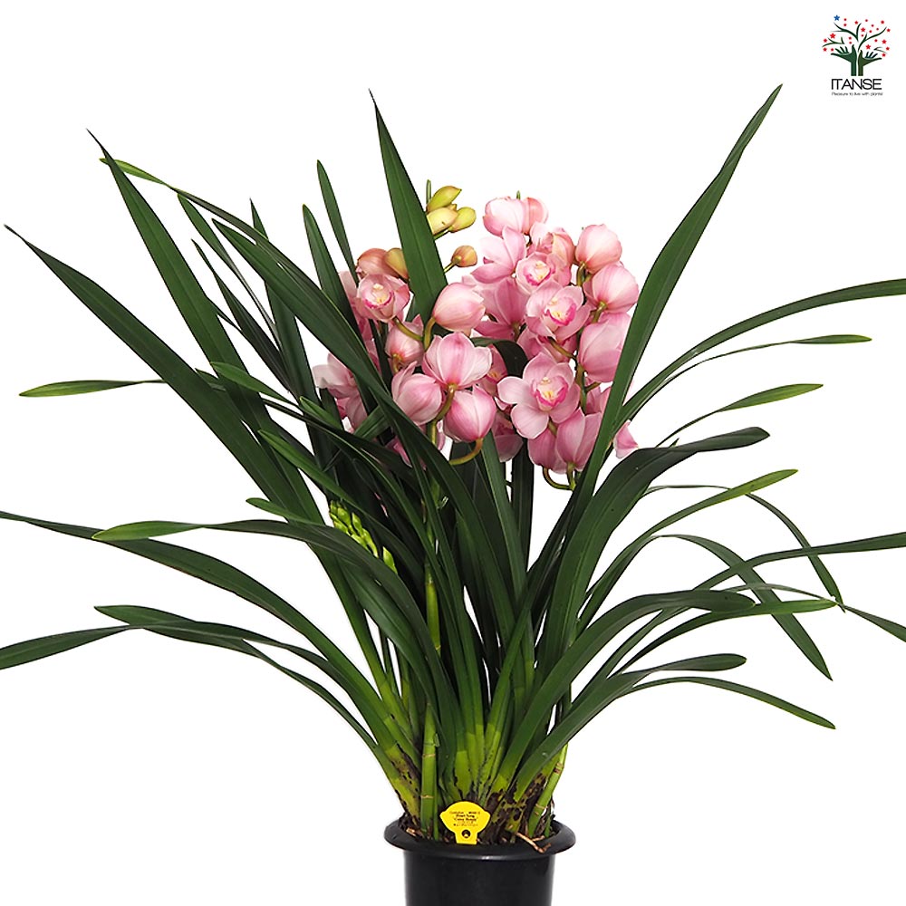 シンビジウム キューティーハニー 【花苗 6.5号／1個売り】