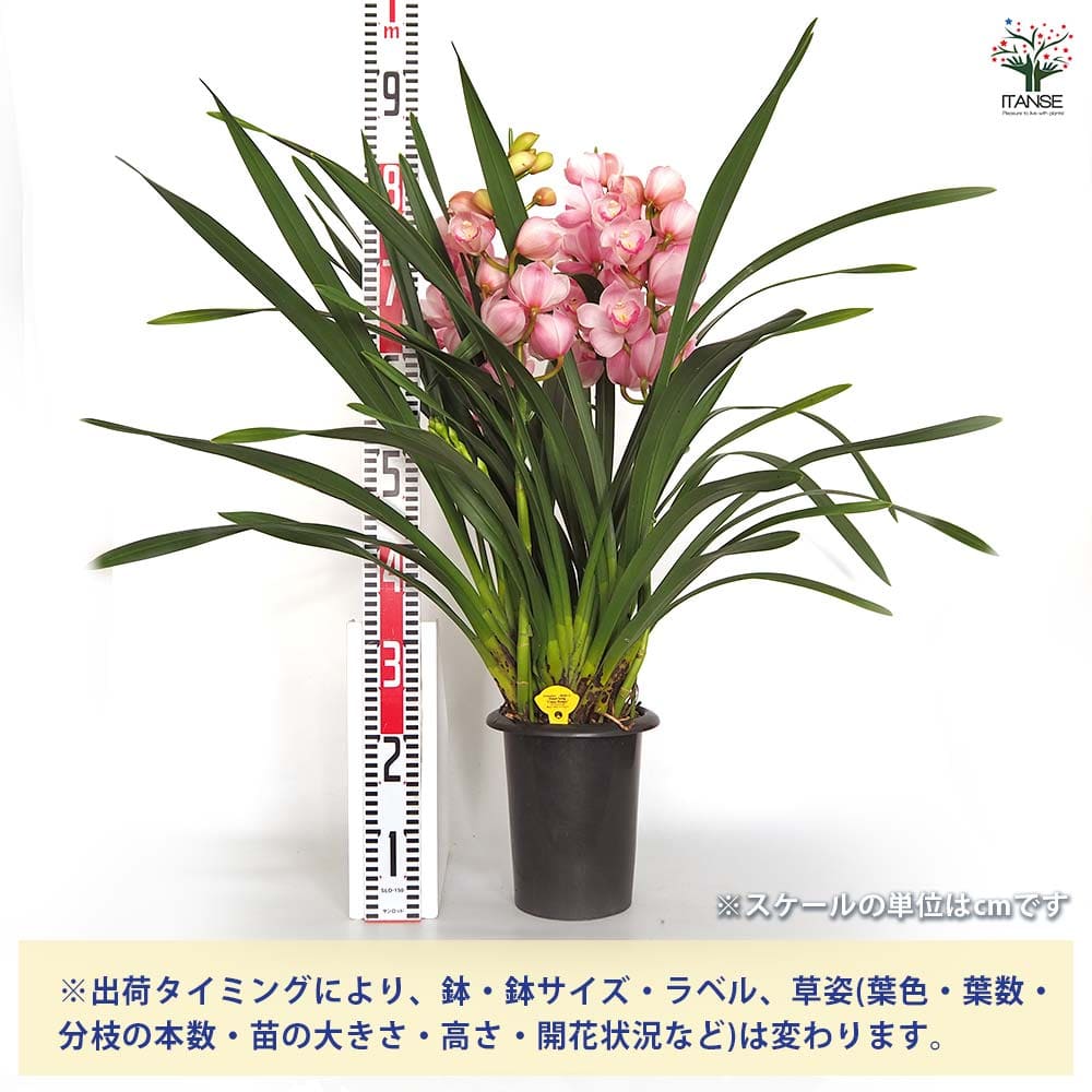 シンビジウム キューティーハニー 【花苗 6.5号／1個売り】