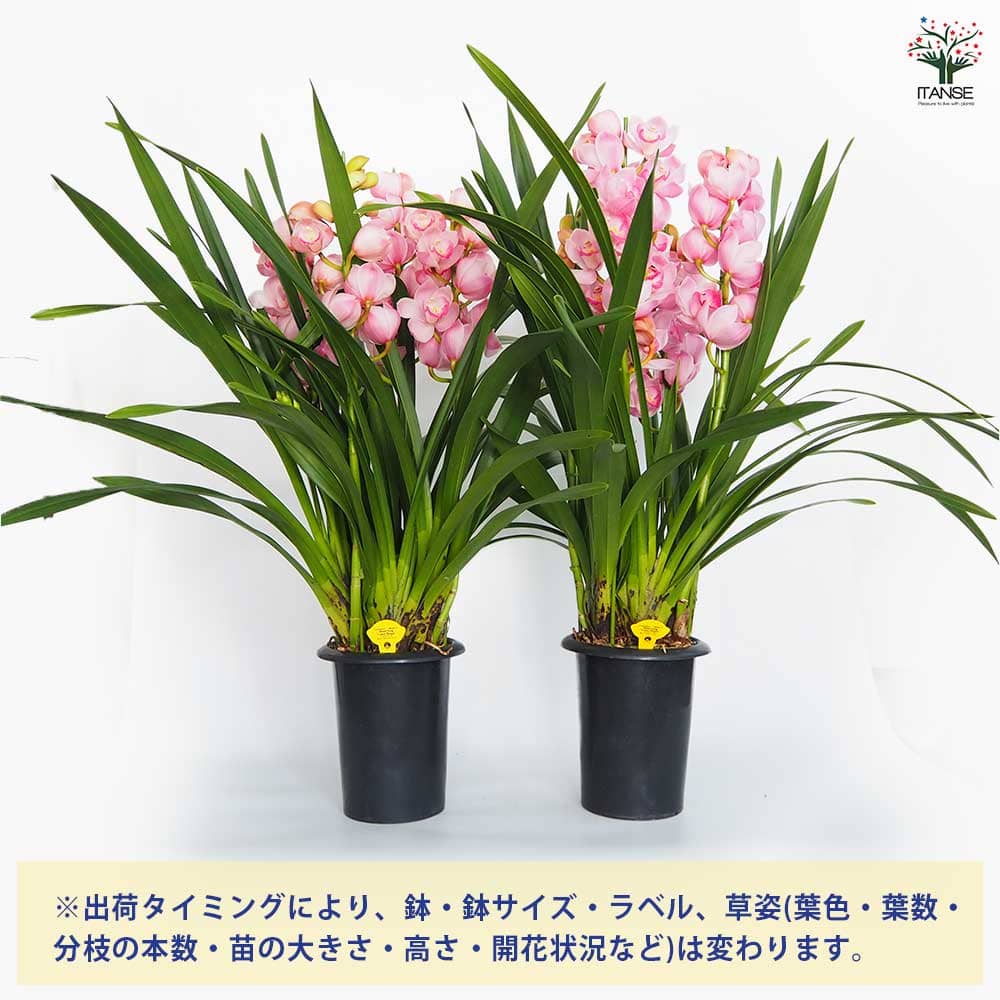 シンビジウム キューティーハニー 【花苗 6.5号／1個売り】