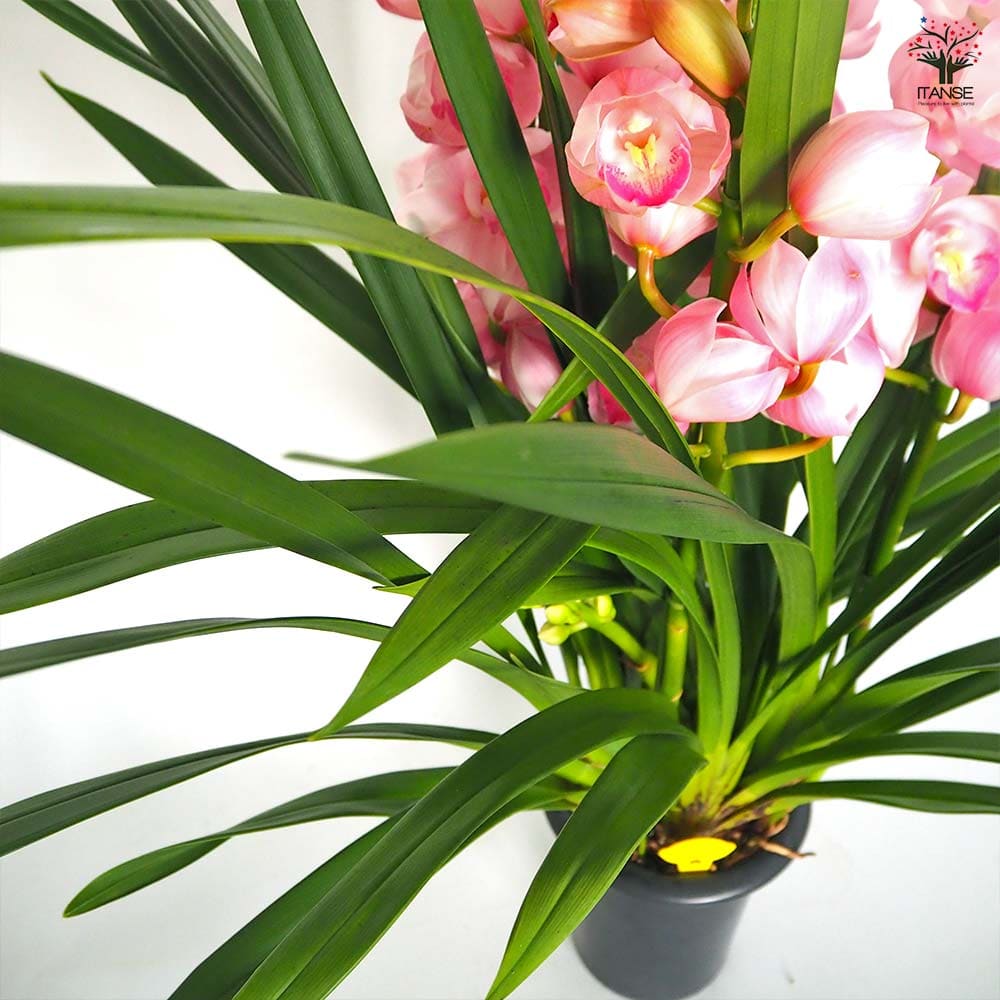 シンビジウム キューティーハニー 【花苗 6.5号／1個売り】