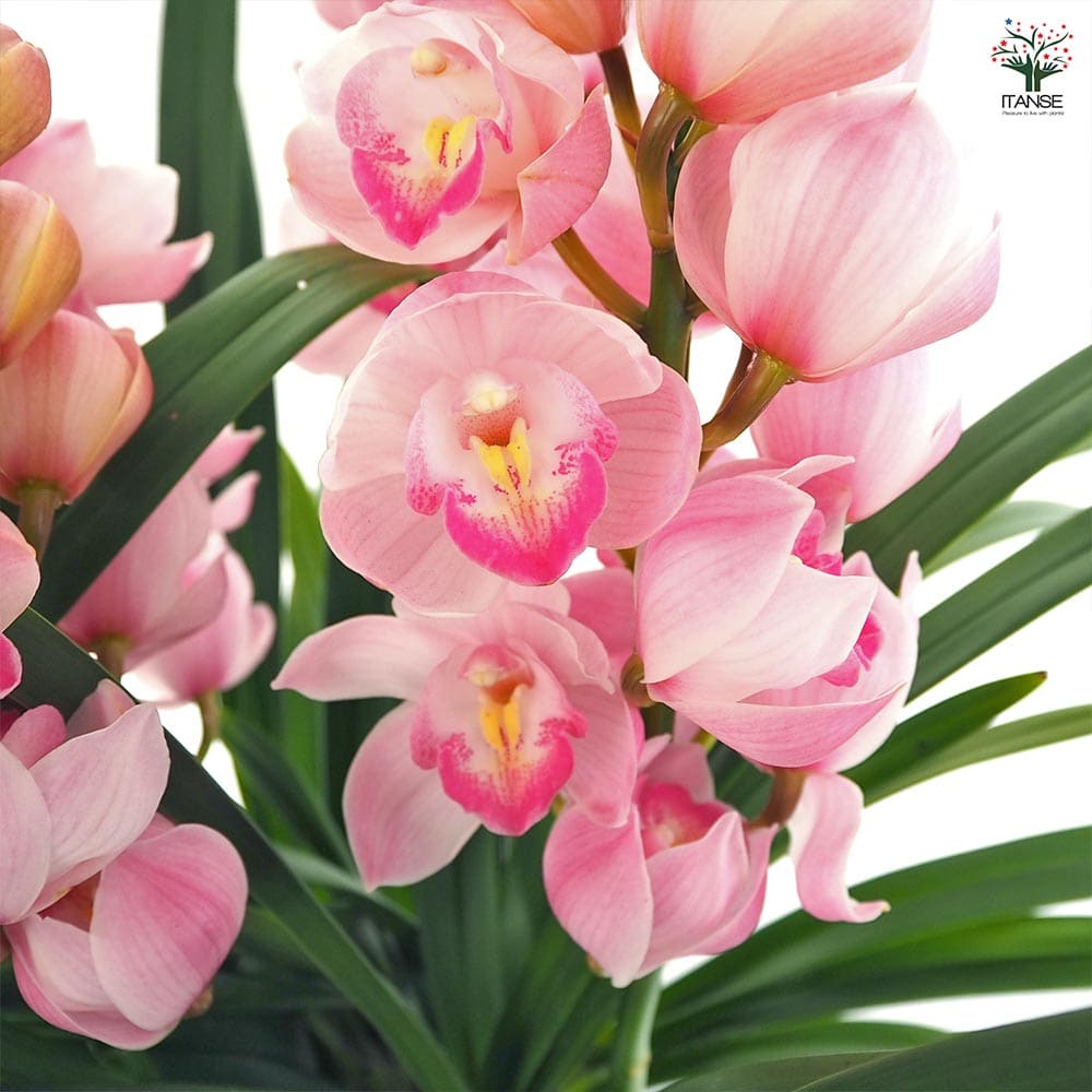 シンビジウム キューティーハニー 【花苗 6.5号／1個売り】