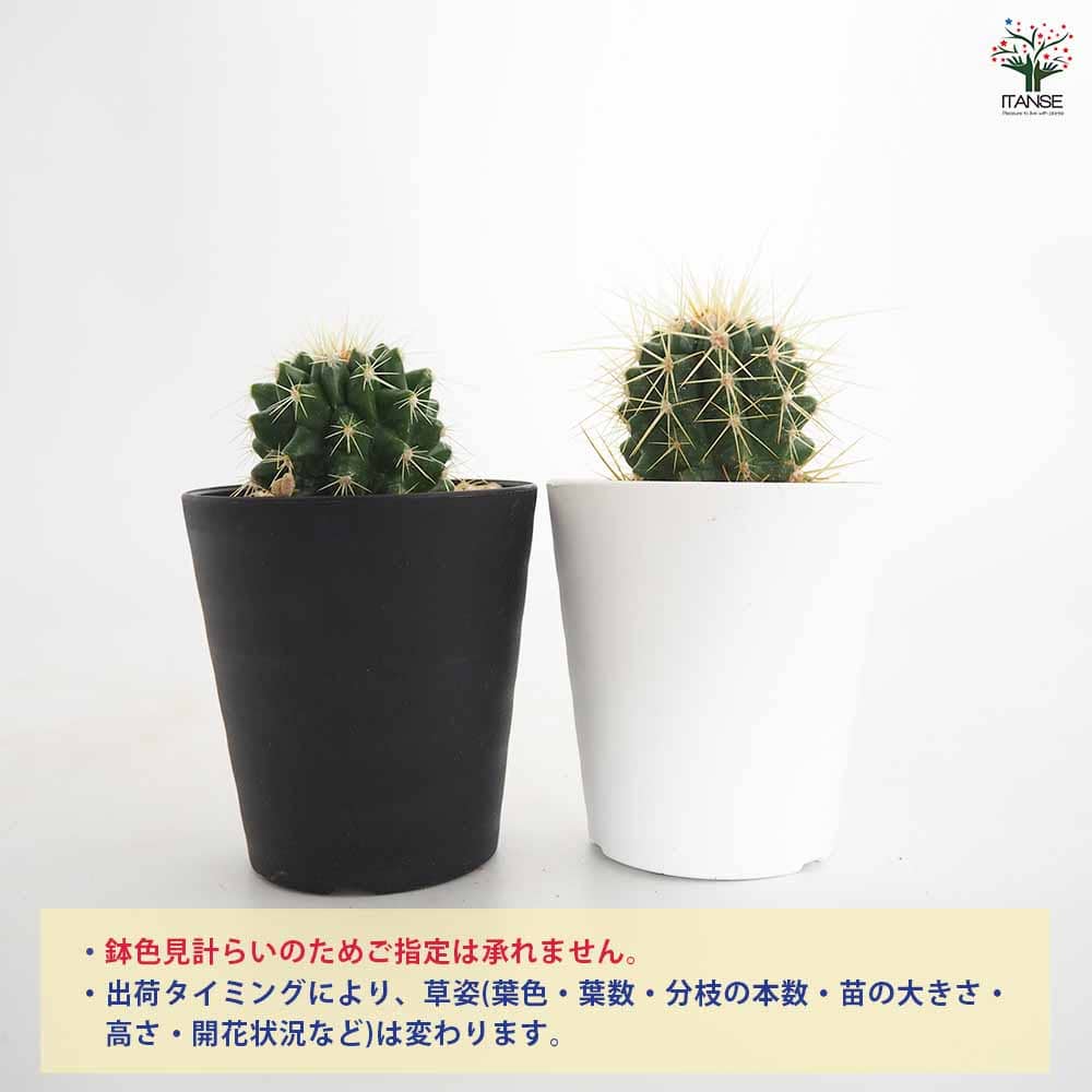 サボテン 金鯱(キンシャチ) 【多肉植物 2.5号】｜ 【植物の