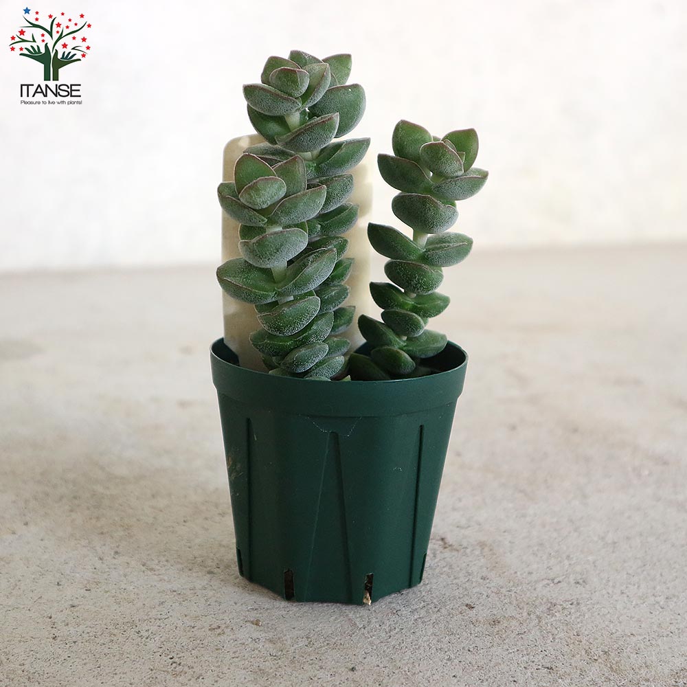 多肉植物 青緑色の鉢*7 多肉植物 青緑色の鉢*7