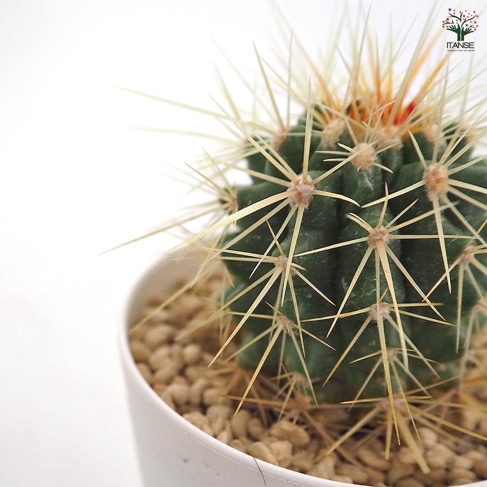 サボテン 金鯱(キンシャチ) 【多肉植物 2.5号】｜ 【植物の