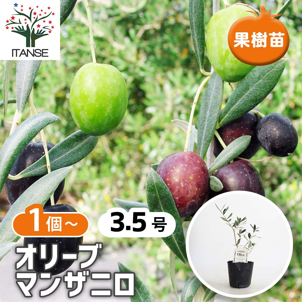 オリーブ マンザニロ 【果樹の苗 3.5号】｜ 【植物のITANSE