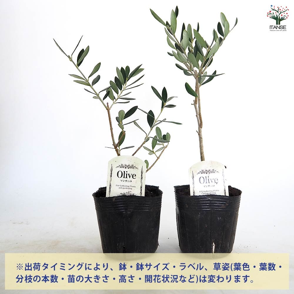オリーブ マンザニロ 【果樹の苗 3.5号】｜ 【植物のITANSE