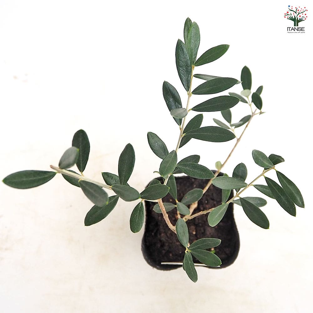 オリーブ マンザニロ 【果樹の苗 3.5号】｜ 【植物のITANSE