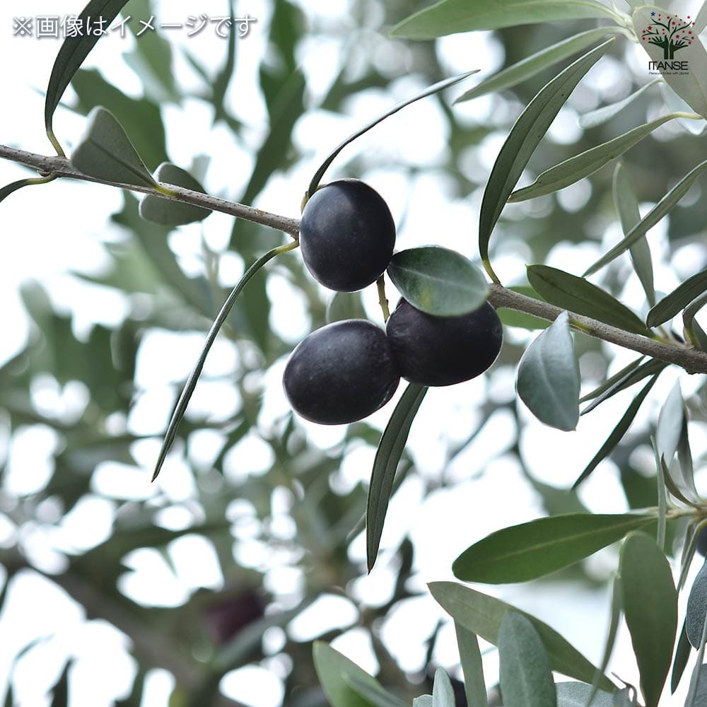オリーブ マンザニロ 【果樹の苗 3.5号】｜ 【植物のITANSE
