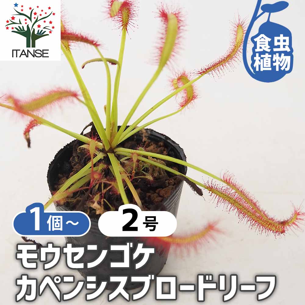 モウセンゴケ カペンシスブロードリーフ 【観葉植物 2号】