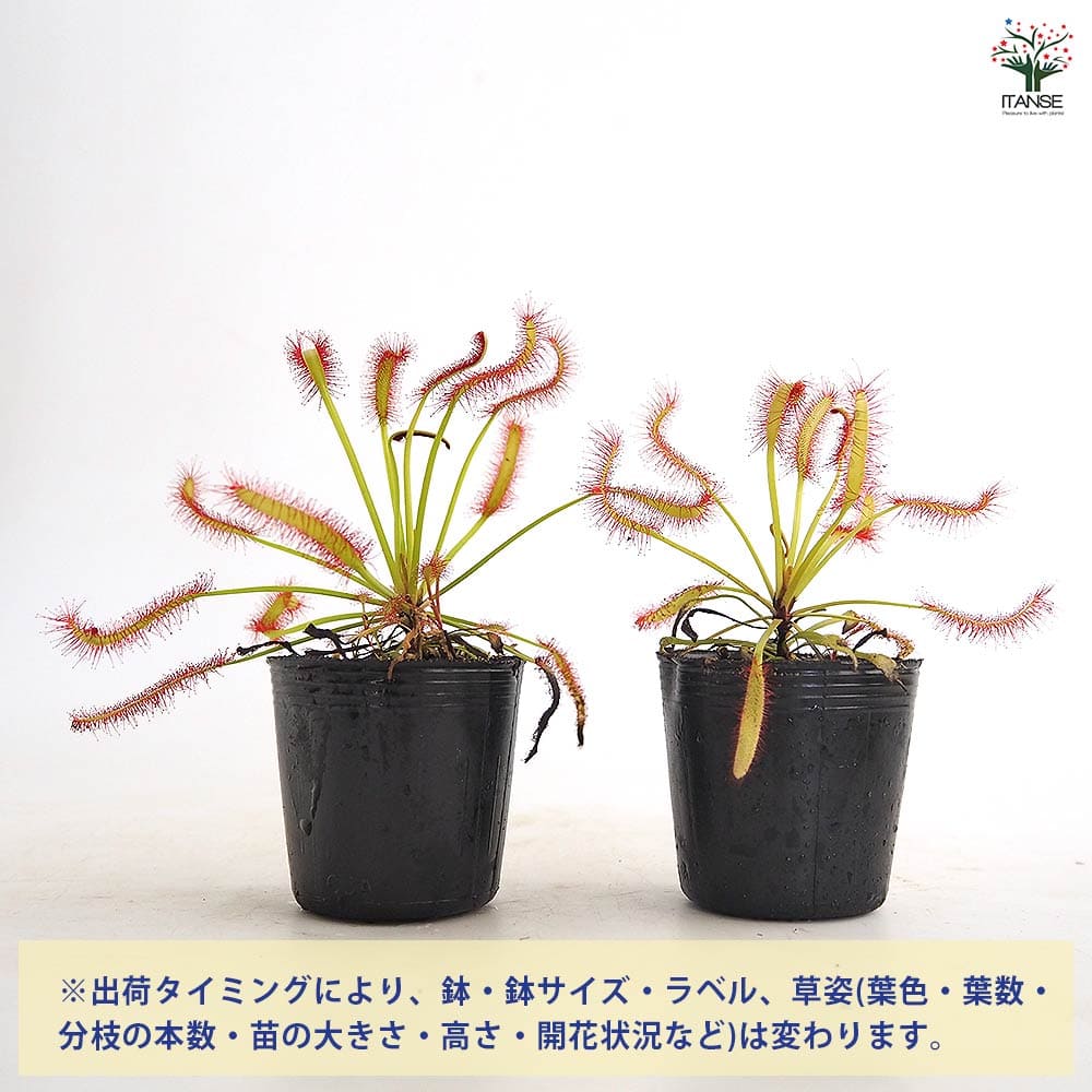 モウセンゴケ カペンシスブロードリーフ 【観葉植物 2号】