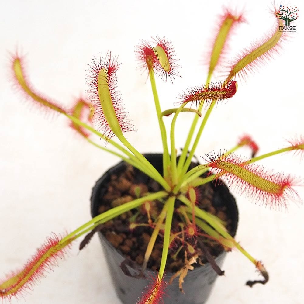 モウセンゴケ カペンシスブロードリーフ 【観葉植物 2号】