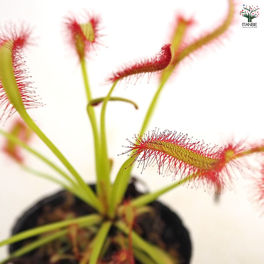 モウセンゴケ カペンシスブロードリーフ 【観葉植物 2号】