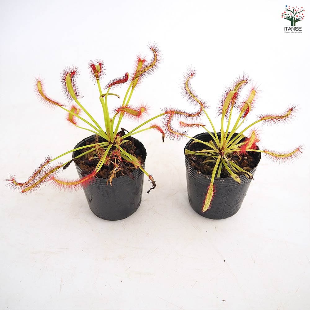 モウセンゴケ カペンシスブロードリーフ 【観葉植物 2号】