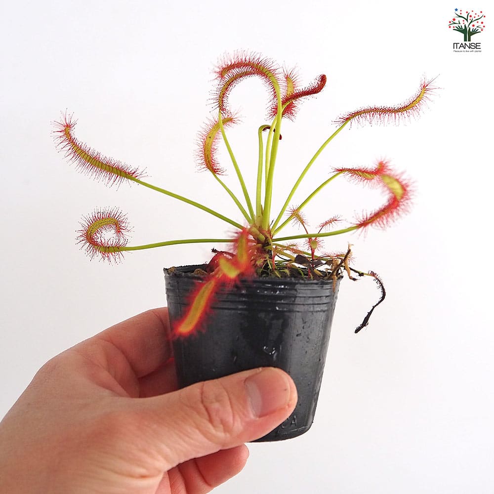 モウセンゴケ カペンシスブロードリーフ 【観葉植物 2号】