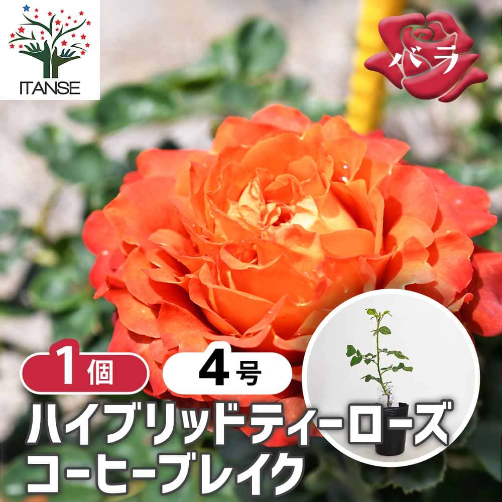 薔薇 コーヒーブレイク 接木 【花木苗 4号／1個売り】｜ 【植物の