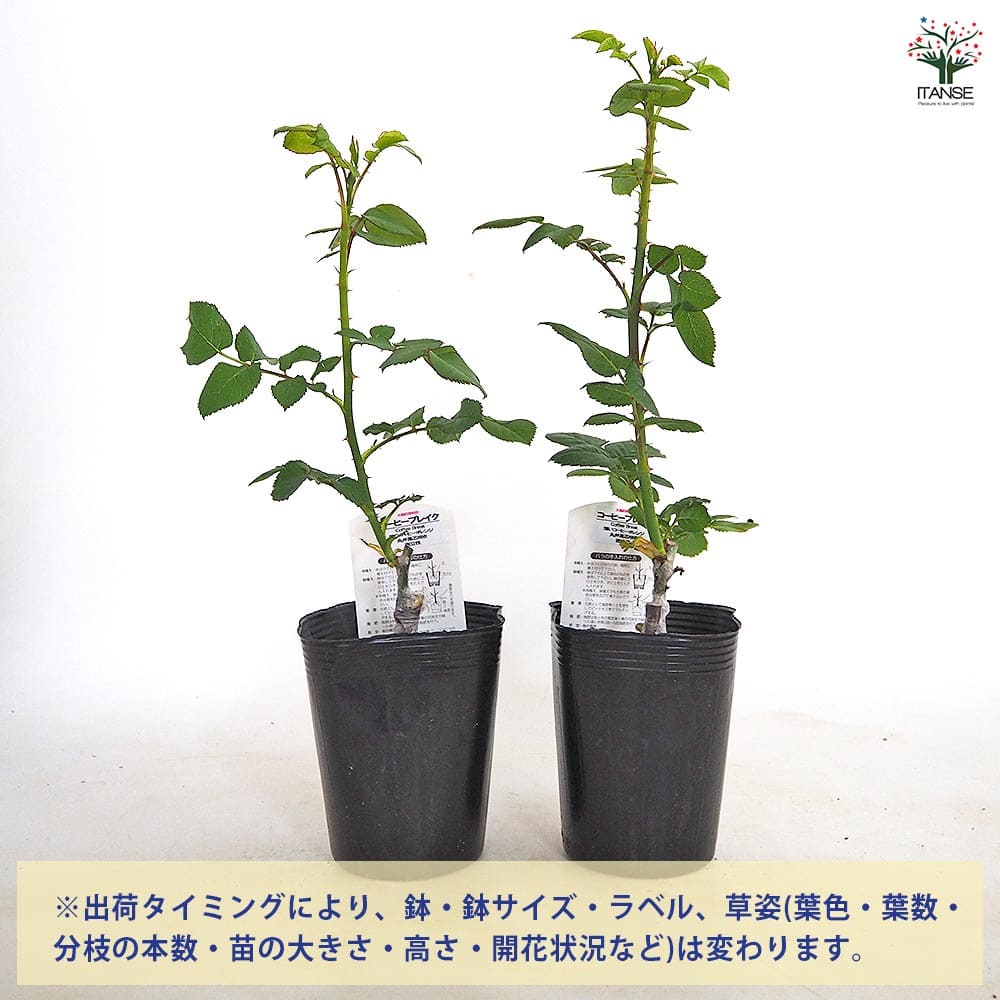 バラ接木開花苗 薔薇 コーヒーブレイク 接木 【花木苗 4号／1個売り】｜ 【植物の