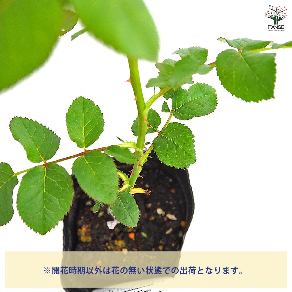 薔薇 コーヒーブレイク 接木 【花木苗 4号／1個売り】｜ 【植物の