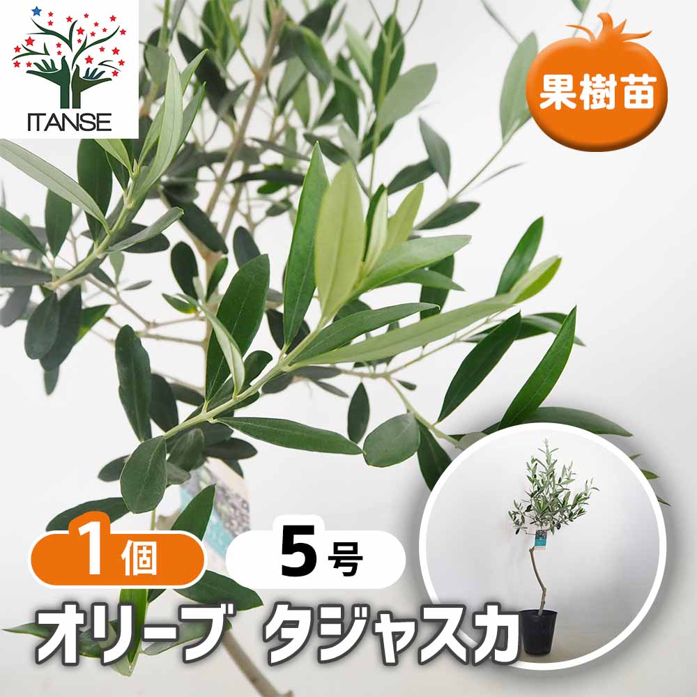 オリーブ タジャスカ 【果樹の苗木 5号／1個売り】｜ 【植物の