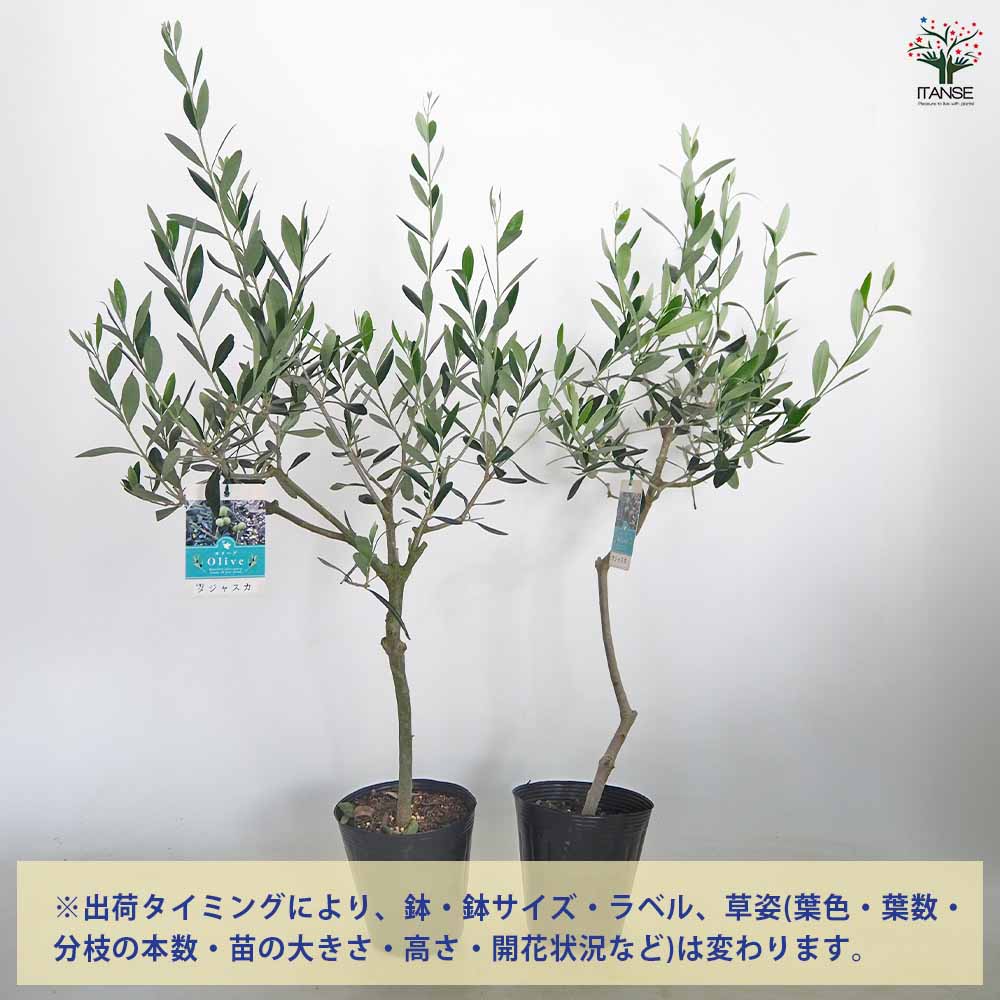 オリーブ タジャスカ 【果樹の苗木 5号／1個売り】｜ 【植物の