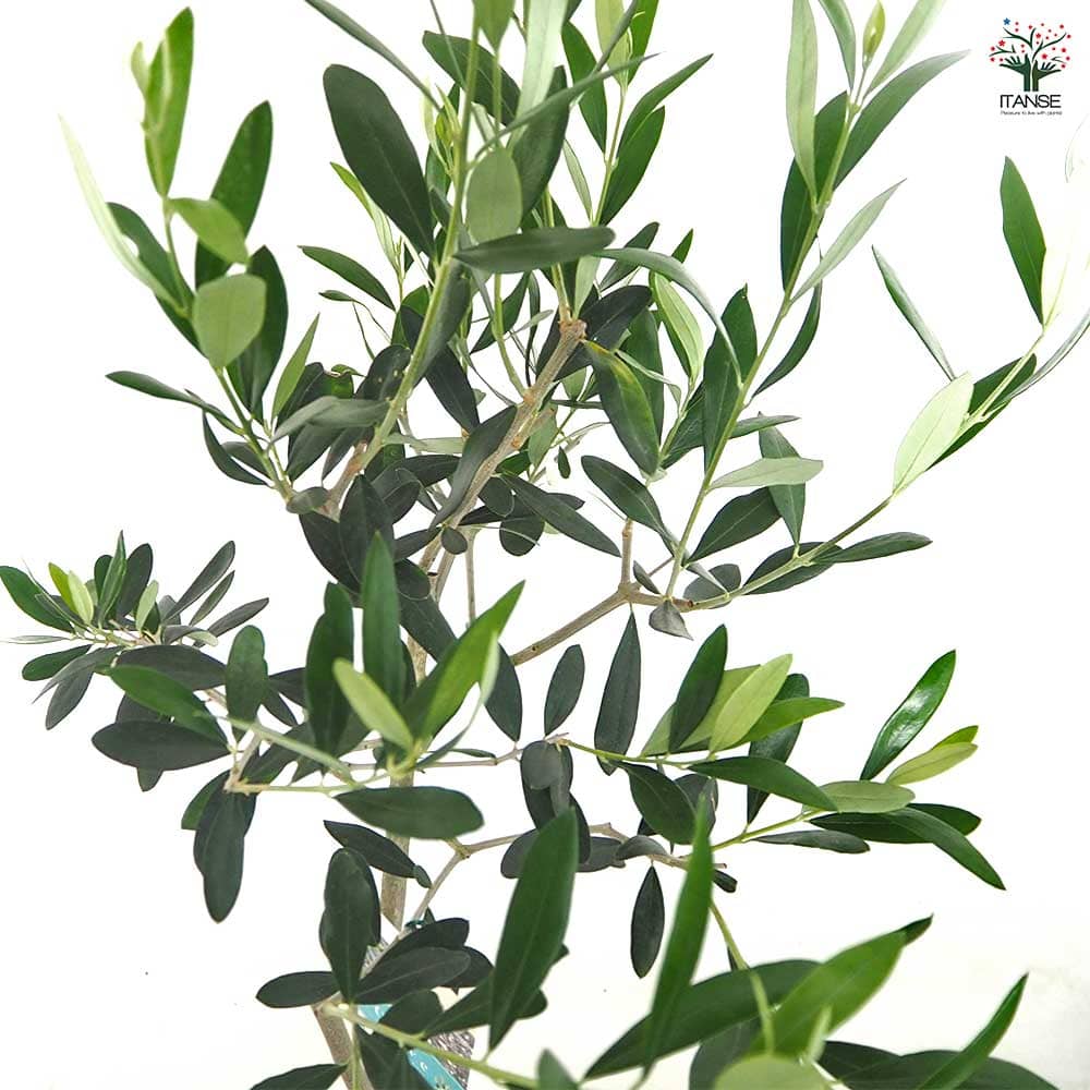 オリーブ タジャスカ 【果樹の苗木 5号／1個売り】｜ 【植物の