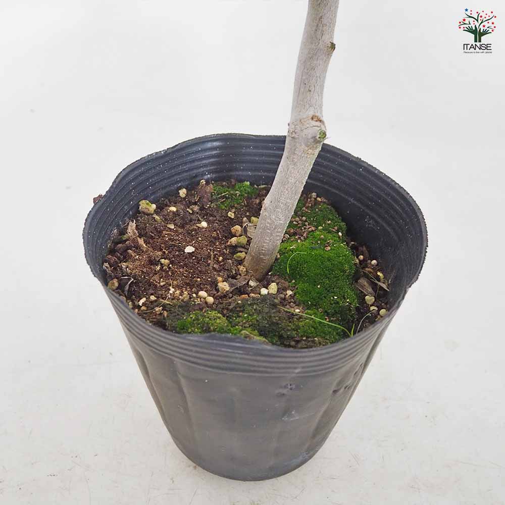オリーブ タジャスカ 【果樹の苗木 5号／1個売り】｜ 【植物の