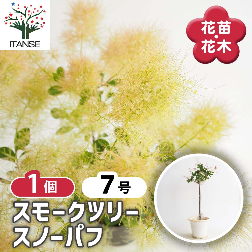 スモークツリー スノーパフ 【花木苗 7号／1個売り】｜ 【植物の