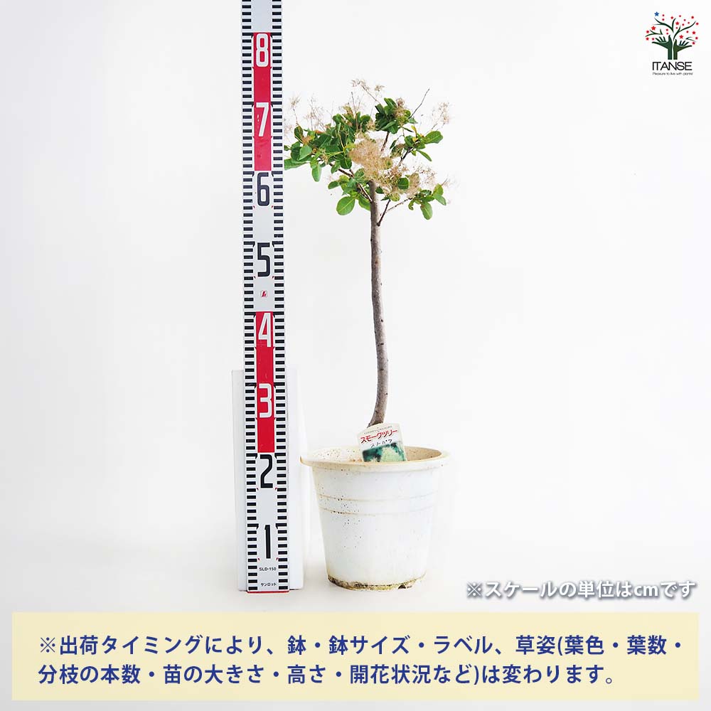 スモークツリー スノーパフ 【花木苗 7号／1個売り】