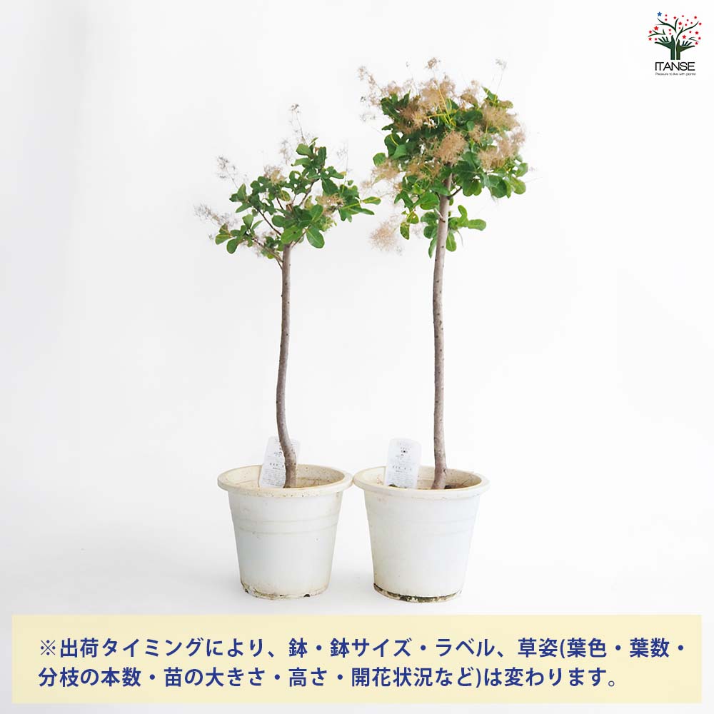 スモークツリー スノーパフ 【花木苗 7号／1個売り】｜ 【植物の