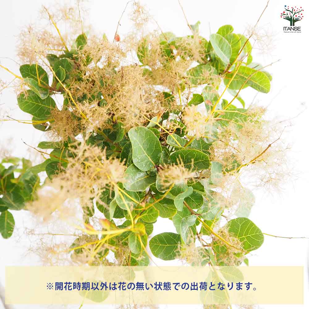 スモークツリー スノーパフ 【花木苗 7号／1個売り】｜ 【植物の