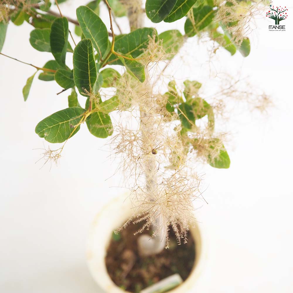 スモークツリー スノーパフ 【花木苗 7号／1個売り】｜ 【植物の