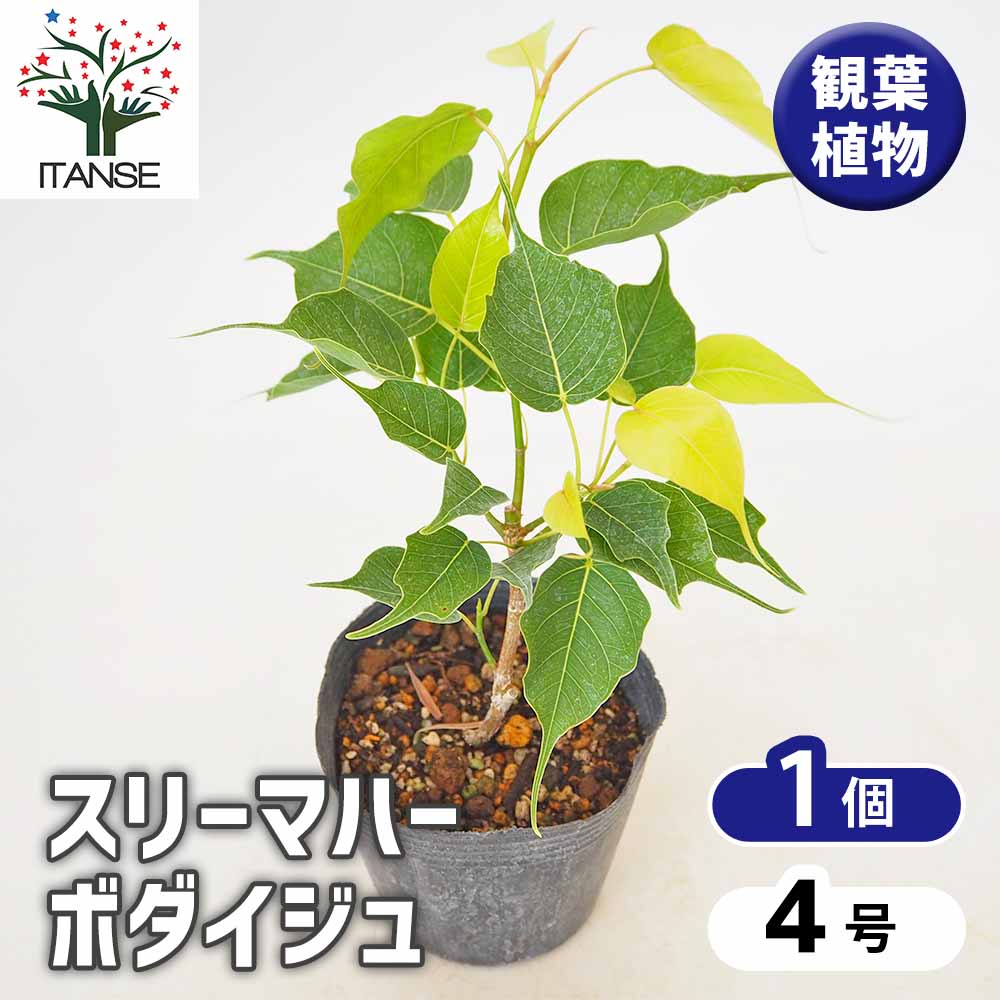 スリーマハボダイジュ 【観葉植物 4号／1個売り】｜ 【植物の
