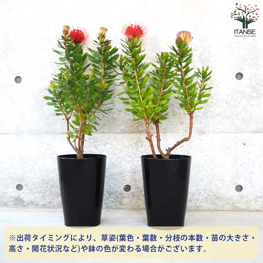 リューコスペルマム カーニバルレッド【花苗 6号鉢／1個売り