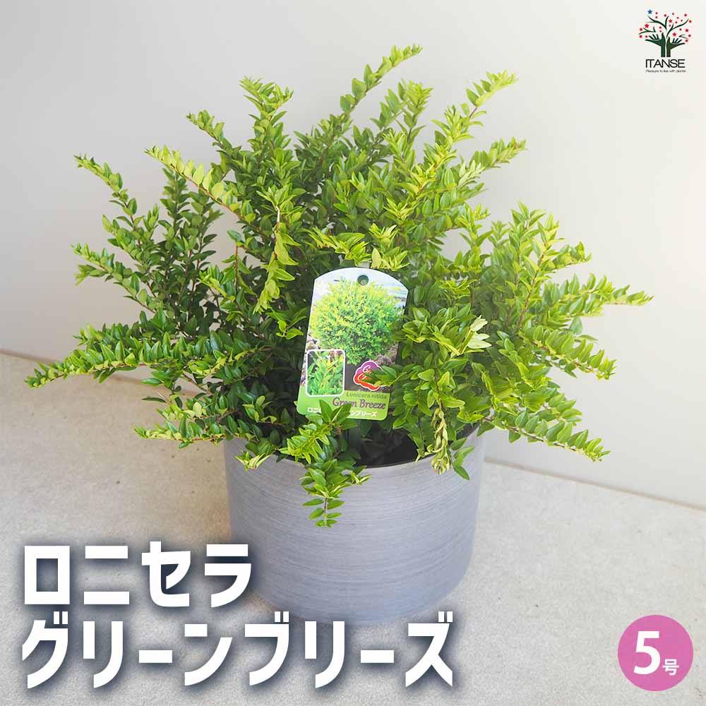 ロニセラ ニティダ ガーデンクラウド グリーンブリーズ【花苗 5号ポット／1個売り】