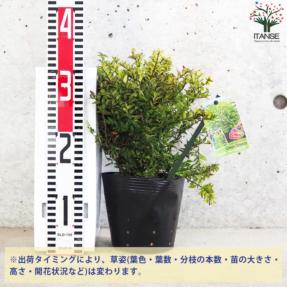 ロニセラ ニティダ ガーデンクラウド グリーンブリーズ【花苗 5号ポット／1個売り】
