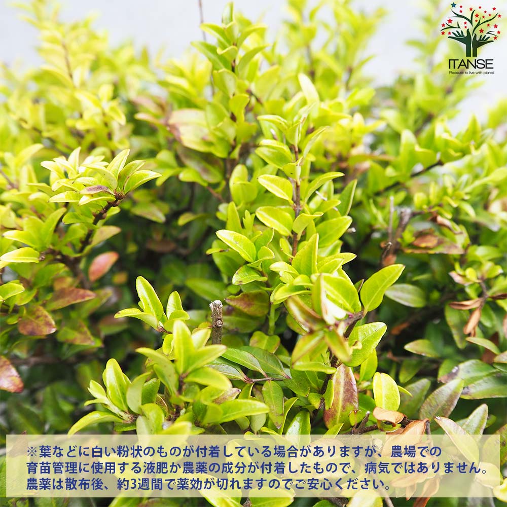 ロニセラ ニティダ ガーデンクラウド グリーンブリーズ【花苗 5