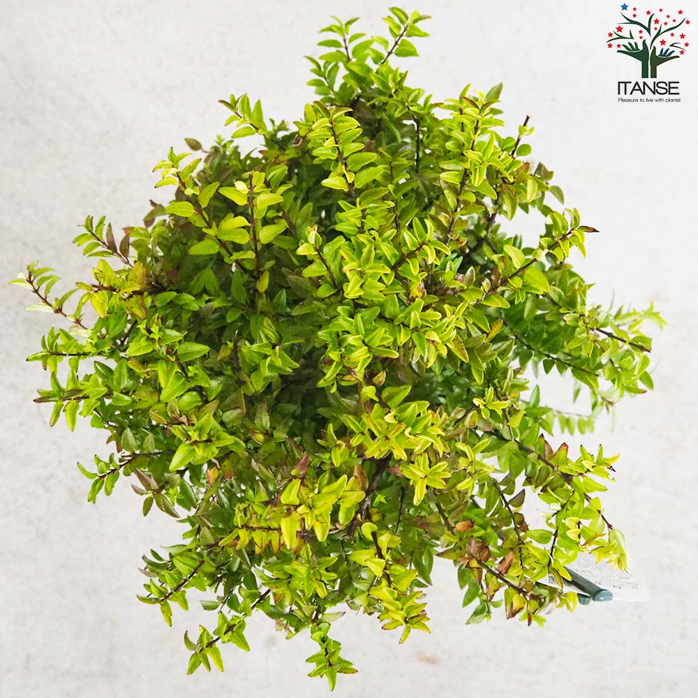 ロニセラ ニティダ ガーデンクラウド グリーンブリーズ【花苗 5