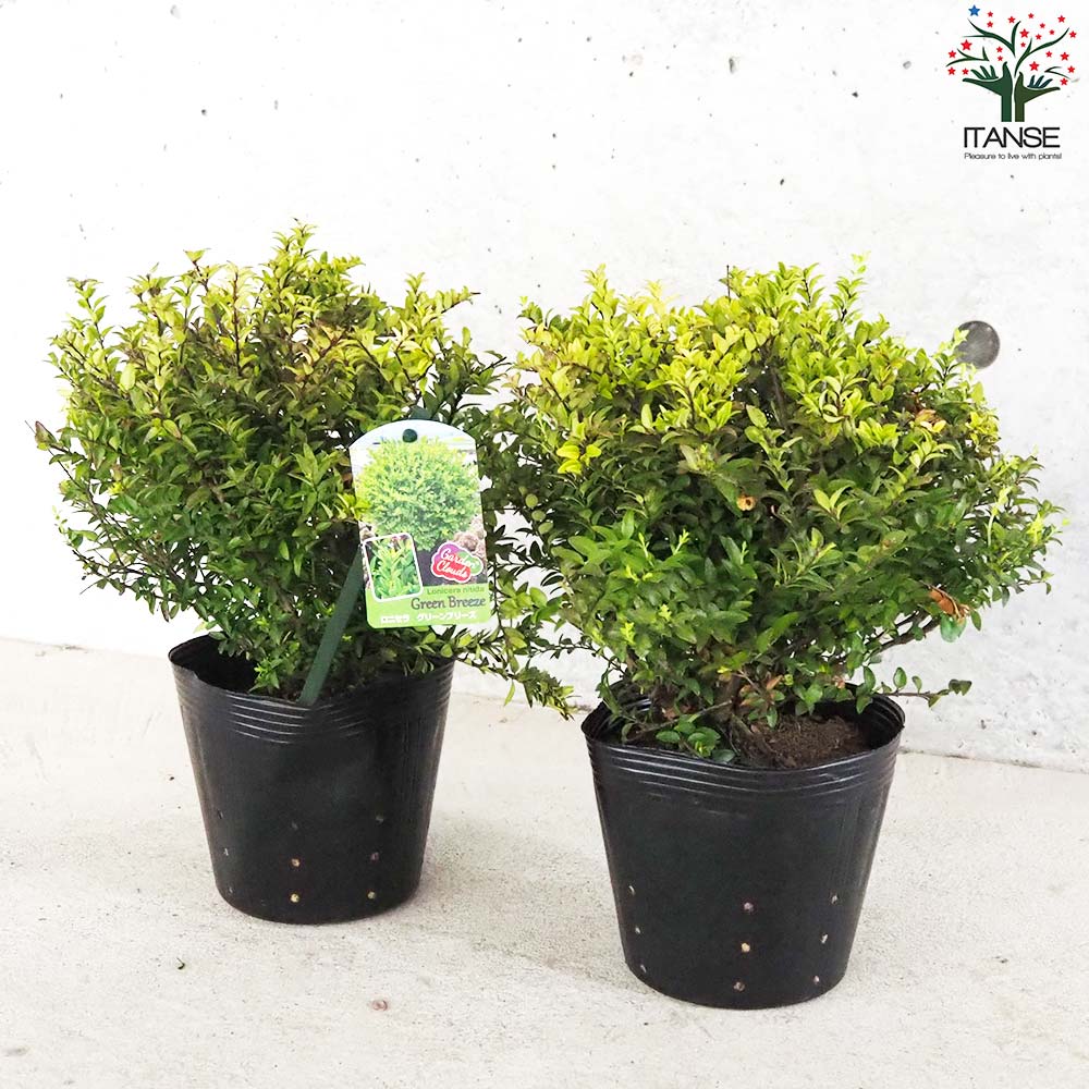 ニンナ　ニノロスウェル58　グリーングレー ニンナ ニノロスウェル58 グリーングレー